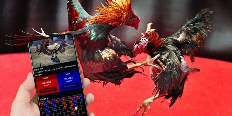 Khám phá sức hấp dẫn của Đá Gà Cựa Sắt tại nhà cái 32win